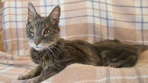 What Should I Feed My Hyperthyroid Cat Advanced Veterinary Medical Imaging