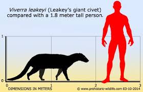 Viverra Leakeyi Giant Civet Prehistoric Animals Prehistoric Wildlife Prehistoric World