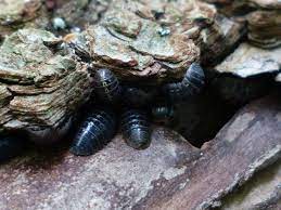 We did not find results for: How To Get Rid Of Woodlice In The Garden Empire Pest Control London