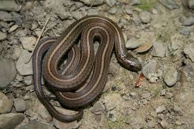 Neredeyse her zaman bir tarlanın birkaç yüz metre içinde bulunur. Garter Snakes Genus Thamnophis Inaturalist United Kingdom