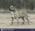 Ca De Bou - Old Bulldogs