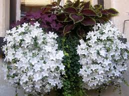 We did not find results for: Campanula Isophylla Plants Planting Flowers Garden Containers