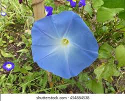 Image result for Ipomoea nil