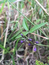 Image result for Pseudovigna