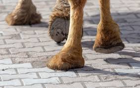 In times of prosperity friends are plentiful. Camel Toe Stock Photos And Images 123rf
