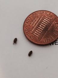 tiny bugs in kitchen cabinets getting