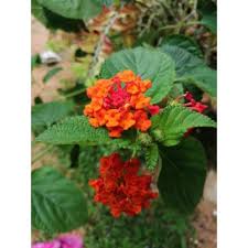 Berikut fakta menarik tentang bunga bangkai! Buy Pokok Bunga Tahi Ayam Seetracker Malaysia