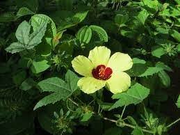 Image result for Hibiscus surattensis