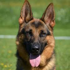 If you are unable to find your german shepherd dog puppy in our puppy for sale or dog for sale sections, please consider looking thru thousands of german shepherd dog dogs for adoption. Grasso Dog Training And Shepherds