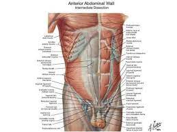 In the female this is replaced by a fibrous. Muscle Chart Male Koibana Info Human Anatomy Picture Body Muscle Chart Human Body Anatomy
