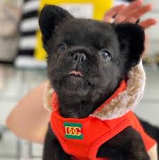 The fluffy female french bulldogs cost $14,000 to $16,000. Baluga Rare Fluffy French Bulldog Puppy Tiny Paws