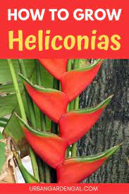 Pin On Heliconia