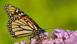 Winterizing A Butterfly Bush Thriftyfun