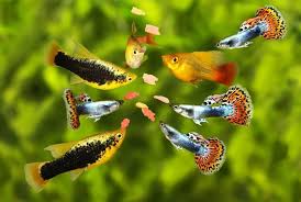 Bagi mereka yang sudah terbiasa beternak ikan guppy ini pasti sudah tahu, jika ikan tersebut membutuhkan protein alami untuk bisa bertumbuh dengan baik. 6 Cara Budidaya Ikan Guppy Gupi Petani Digital