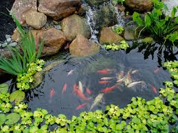 Los angeles most beautiful koi pond | fish pond gardens. Types Of Koi Pond Which One Is The Best Myrokan