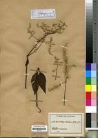 Image result for Sericostachys