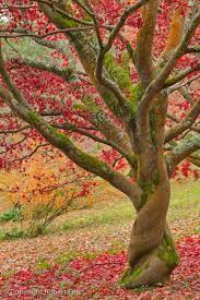See more ideas about beautiful tree, pictures, beautiful nature. Ocean In My Shoes Beautiful Tree Beautiful Nature Nature Tree