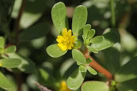 Praktische container fürs wohnen, arbeiten oder lagern. How To Plant And Grow Purslane Gardener S Path