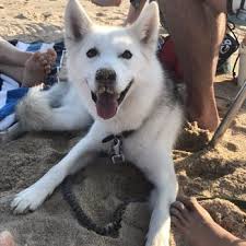 To publish this content, the content is the author's. Nashville Humane Association 81 Photos 52 Reviews Animal Shelters 213 Oceola Ave Nashville Tn Phone Number