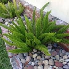 Pin By Sandy Alatorre On Gardening Palm Trees Landscaping Plants Planting Flowers