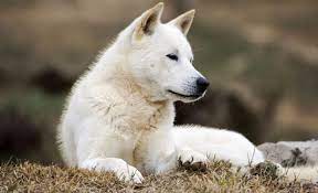 We may receive a portion of sales from products purchased from. 75 Korea Inspired Dog Names Tae Kwon Doggo