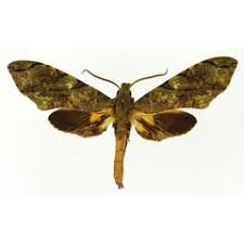 Image result for Monanthotaxis parvifolia