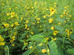 Image result for Chamaecrista parva