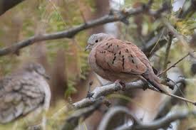 Image result for Peddiea rapaneoides