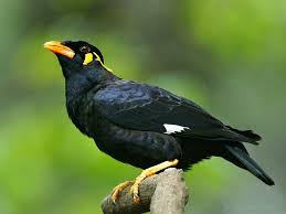 6804 Hill Myna Gracula Religiosa South Asia Southeast Asia Black Bird Bird Pet Birds