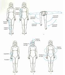 Toggle Navigation Pphysiopedia Contents Editors Share Cardinal Planes And Axes Of Movement Summary Plane Description Coronal Fro Movement Body Muscle Anatomy