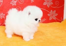 Pomeranian puppies for sale, pomeranian puppies are toy dogs with huge hearts. Teacup Pomeranian Price Teacup Pomeranian