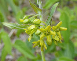 Image result for Vincetoxicum monticola