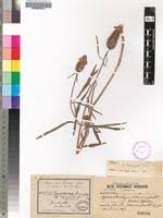 Image result for Pycnostachys reticulata