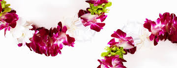 We did not find results for: Hawaiian Leis Hawaiian Flowers Fresh Hawaiian Leis And Hawaiian Flowers Online Ordering