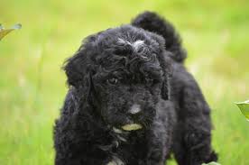 Miniature labradoodles have floppy ears that drop down, which are more prone to ear infections. Black Labradoodles
