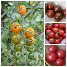 Flowers will be followed by tiny green fruits. Cherry Tomato Round Up The Best Varieties For Your Garden