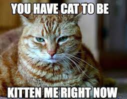 15 Animal Puns Ewe Can T Live Without Cat Puns Animal Puns Cats