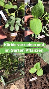 Luffa Hokkaido Acorn Balkon Gemuse Garten In Baden Baden In 2020 Kurbis Pflanzen Kuchengarten Pflanzen