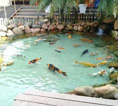 Koi buying trips to japan. Aquariym Hashtag On Twitter
