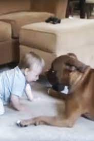 A Boxer Dog Attacks Baby Don T Worry With Kisses Video Dog Attack Cute Animal Videos Cute Animals