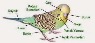 Muhabbet Kusu Bakimi Muhabbet Kusu Bakimi Ve Egitimi