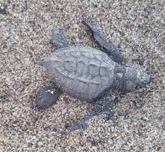 Releasing Sea Turtles What You Should Know