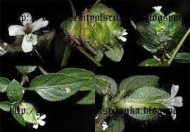 Image result for Phaulopsis imbricata