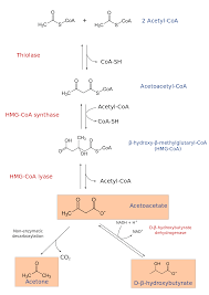 It is a hormone made in the pancreas and raises blood glucose. Ketogenesis Wikipedia