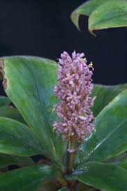 Image result for Palisota