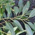 Image result for Eucalyptus botryoides