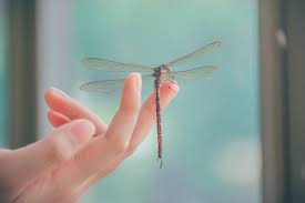 Maybe you would like to learn more about one of these? Bawa Sial Ini Arti Capung Masuk Rumah Beserta Cara Mengusirnya