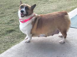 Many french bulldog rescues will not adopt dogs to homes with children under eight years old. Corgi Adopts 4 Orphaned Labrador Puppies After Giving Birth To A Litter Of Her Own The Animal Rescue Site News