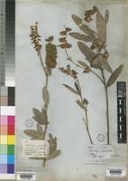 Image result for Eriosema psoraleoides