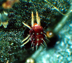 Image result for red mite